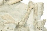 Fossil Oreodont (Merycoidodon) Skeleton - Nearly Complete! #232222-3